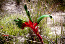 Wildflowers and Walk Trails Image